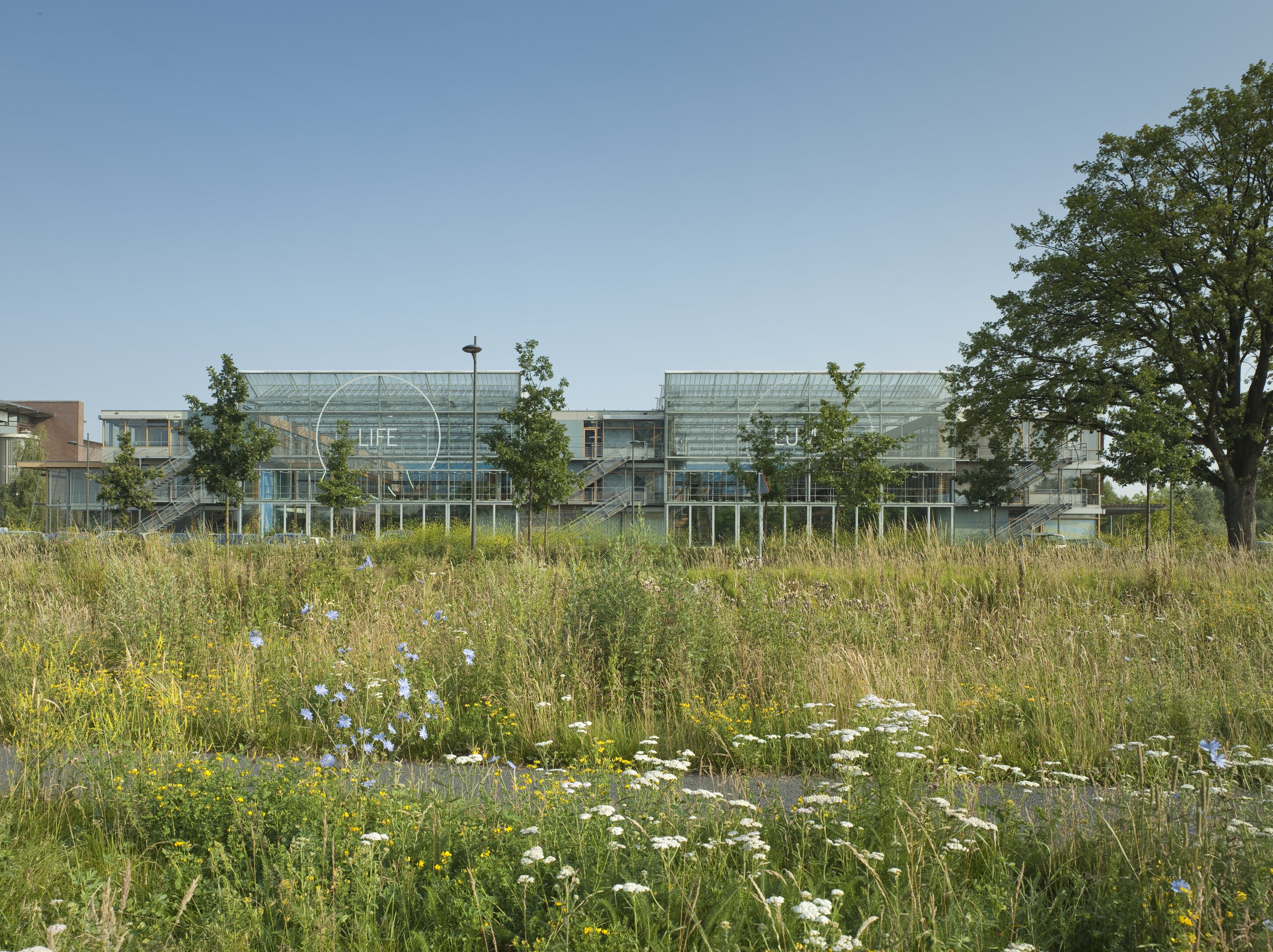 Project by Behnisch Architekturbuero, IBN-Institute for Forestry and Nature Research. Glass-fronted  buildings behind a meadow with wildflowers and trees, under a clear blue sky.