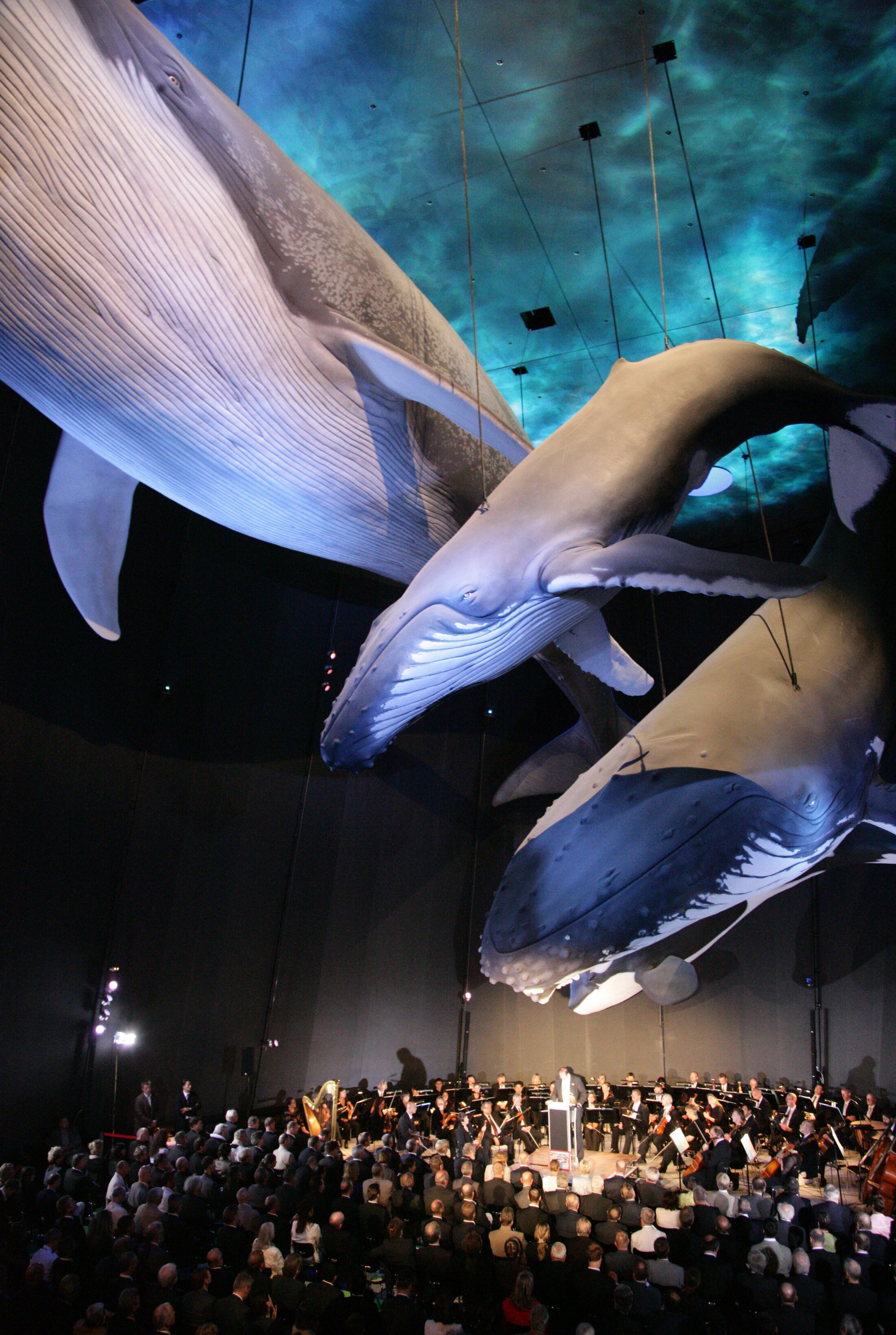 Project by Behnisch Architekturbuero, Ozeanum. Orchestra performing in a large hall beneath suspended whale models, with an audience seated below and blue-lit ceiling above.