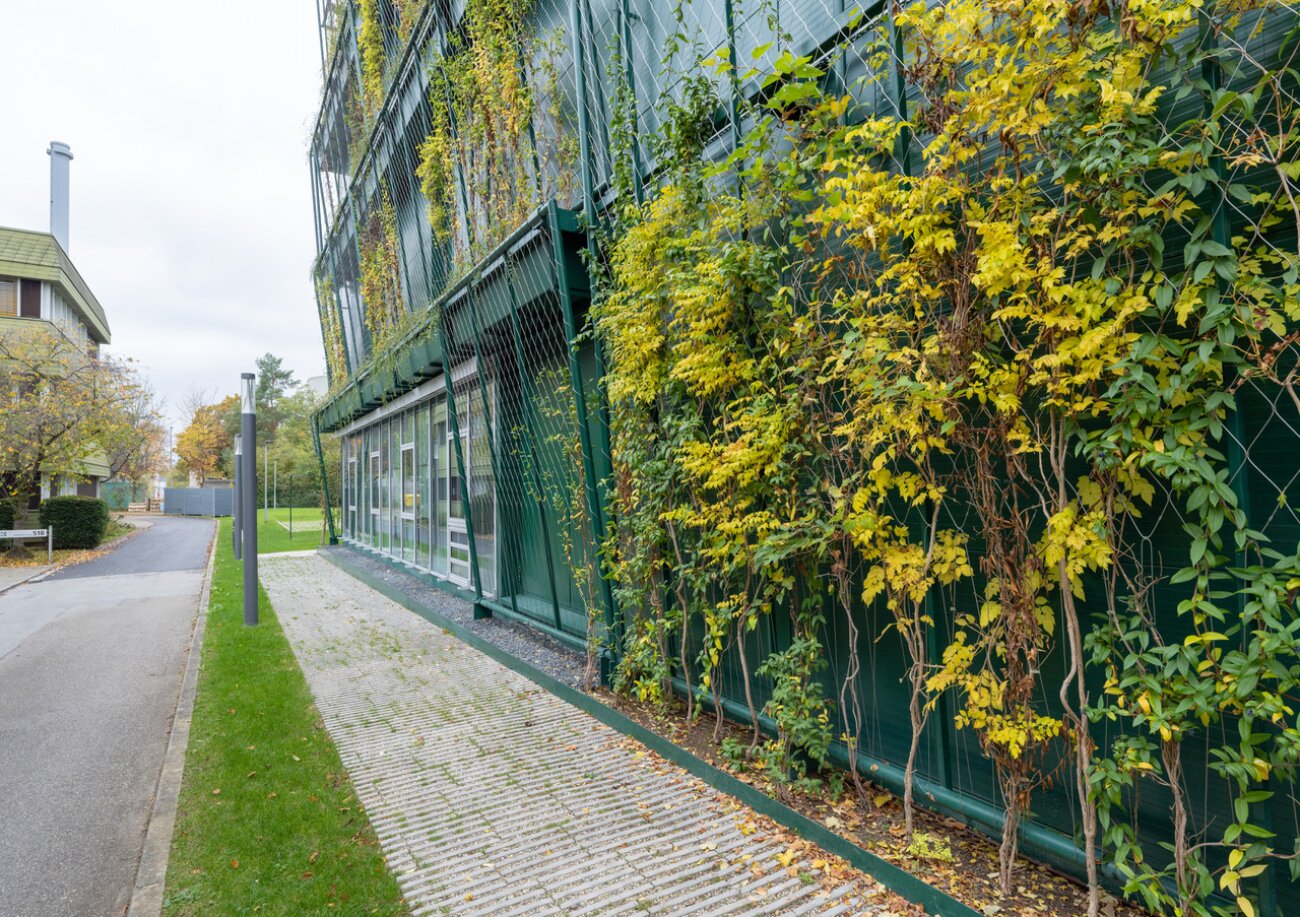 Project by Behnisch Architekturbuero, Dieter Morszeck Biorepository. Green building facade with metal mesh and climbing plants, windows below, and a walkway and street running alongside.