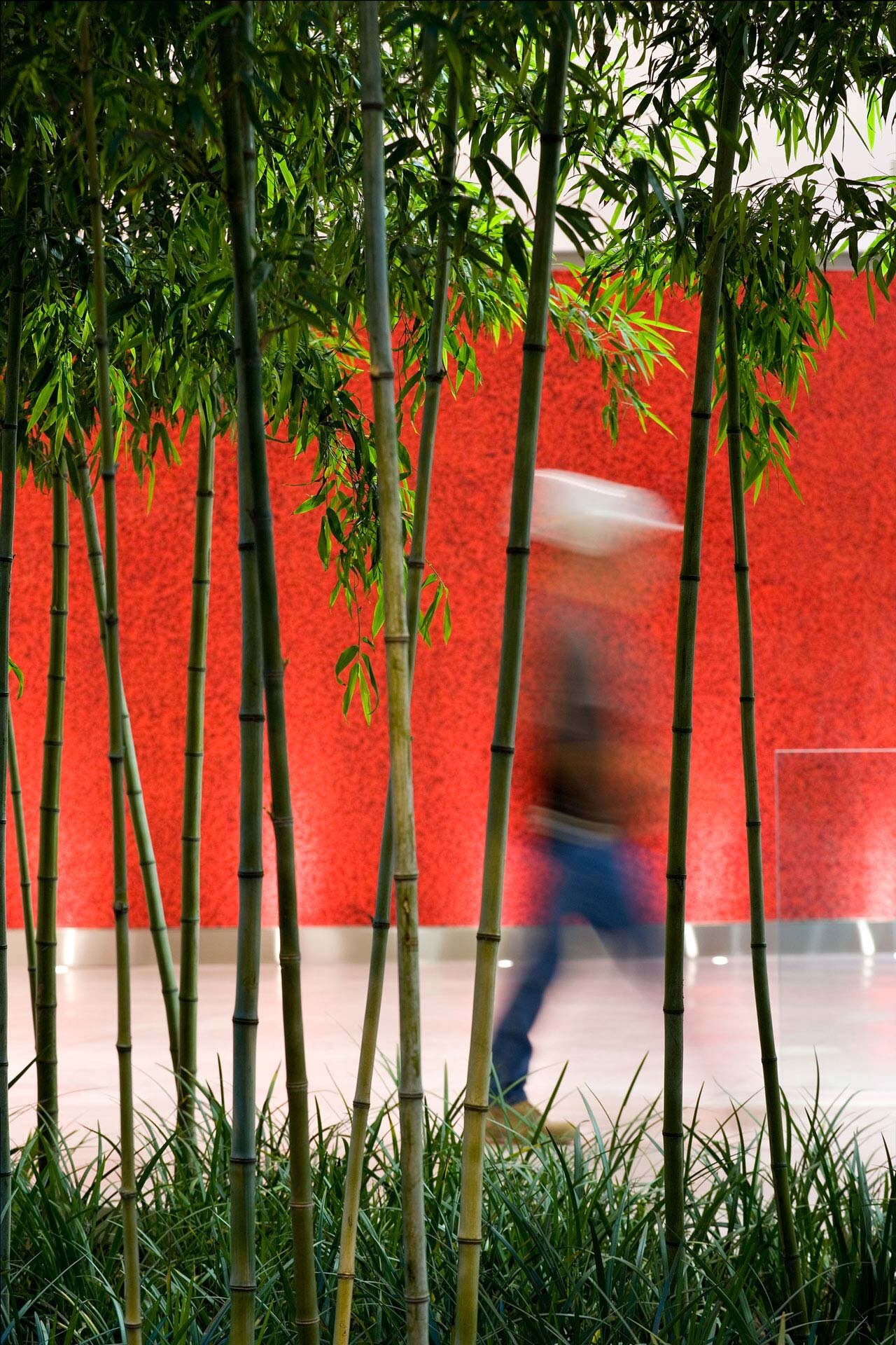 Project by Behnisch Architekturbuero, The Donnelly Centre for Cellular and Biomolecular Research. Bamboo plants in foreground with a blurred person walking past a bright red wall in the background.